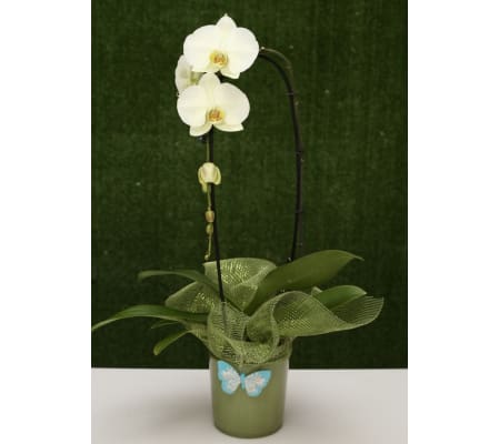 Stunning Orchid Cascading Plant
