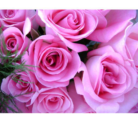 DELUXE PINK ROSES (HALF DOZEN TO 1.5 DOZEN)