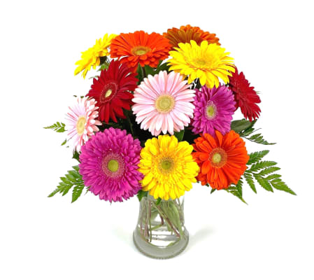 Gerbera Rainbow