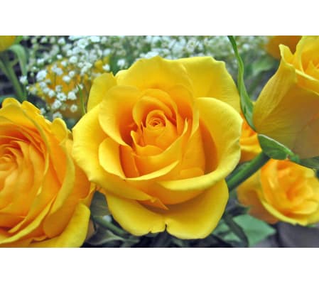 DELUXE YELLOW ROSES (2 DOZEN & 3 DOZEN)