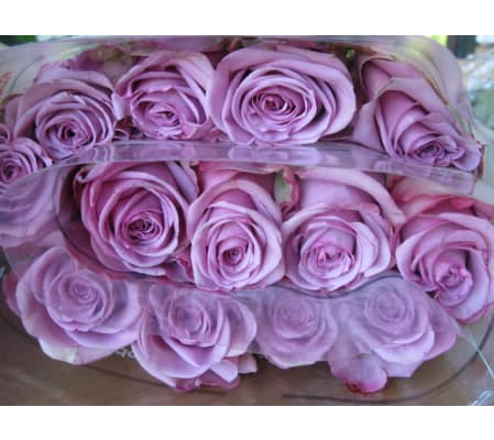 DELUXE LAVENDER ROSES (HALF DOZEN TO 1.5 DOZEN)