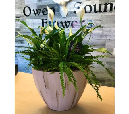 Large Peace Lily (Assorted Container)