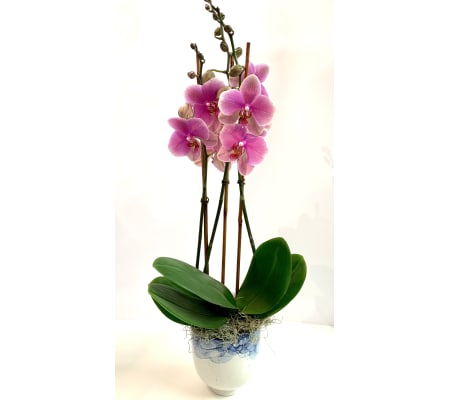 Blushing Orchid Plant