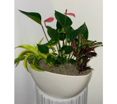 Truly Tropical Dish Garden