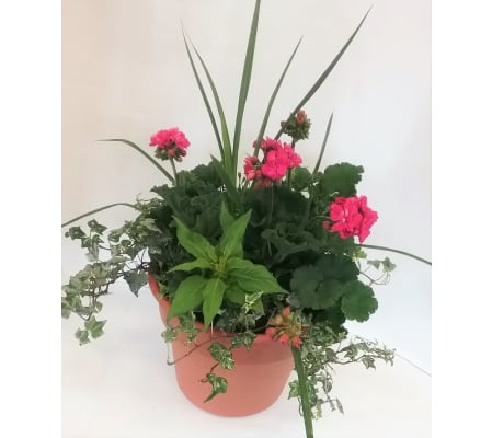 Small Geranium Patio Planter