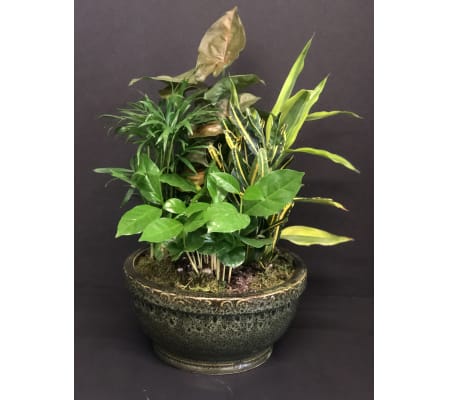 Designer Dish Garden in Ceramic Planter