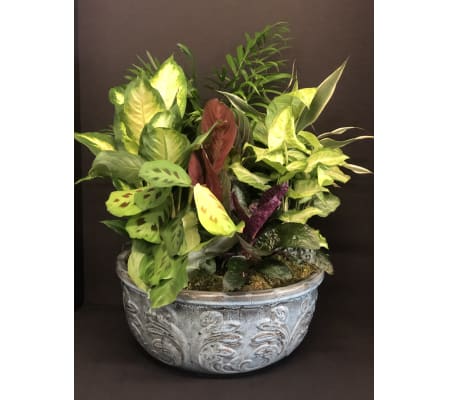 Designer Dish Garden in Ceramic Planter XL & XXL