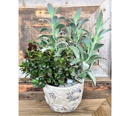 Lush Elegant Succulent