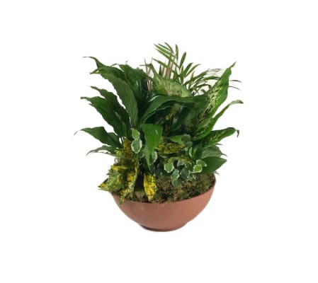 Lush Garden Of Green Plants