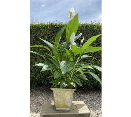 Peace lily in Urn