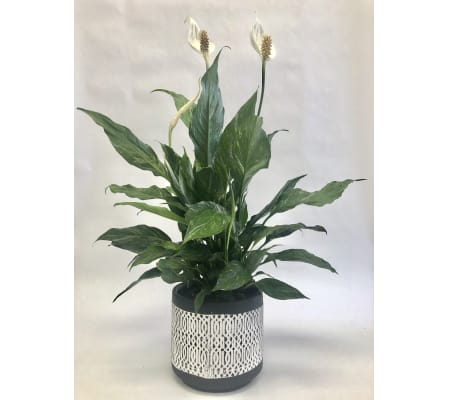 Variegated Spathiphyllum plant