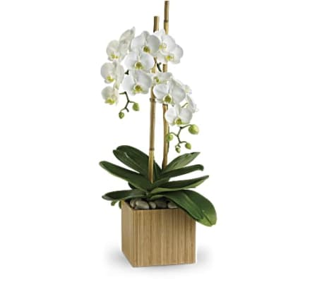 White Phaleanopsis Orchids