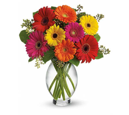 Bright Gerberas