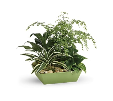 Forever Green Plant Garden