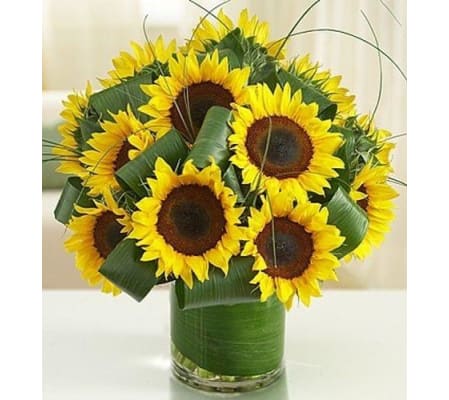 Sunflowers Splendors Glamour