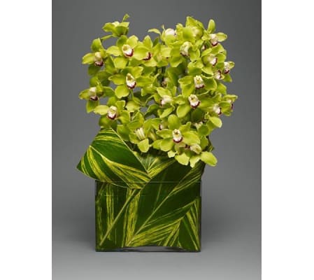 Monocramatic Green Orchids
