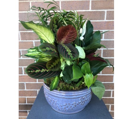 Ceramic Greenery Dish Garden