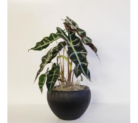 Alocasia Plant (alocasia-polly)
