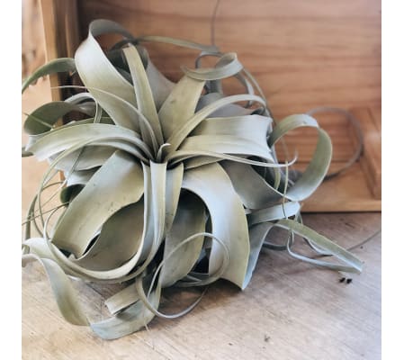 Xerographica Airplant