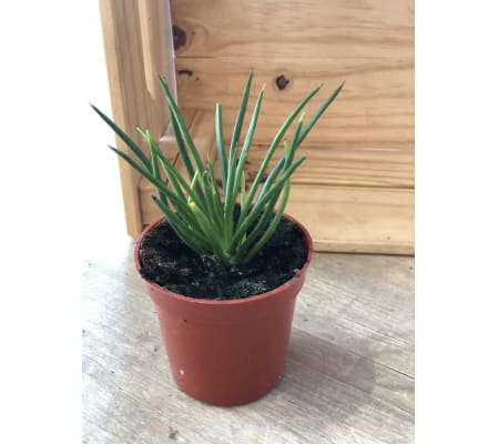 Agave Spaghetti Strap