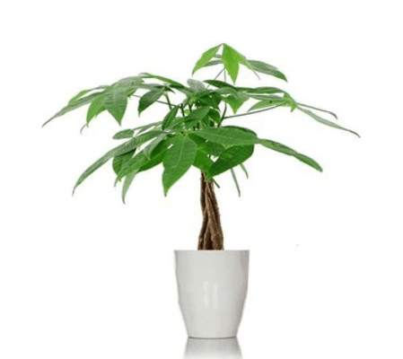 Money Tree 6 inch