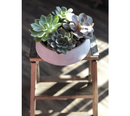 Divine Succulent Garden