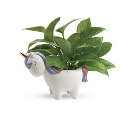 The Peaceful Unicorn Pothos Plant