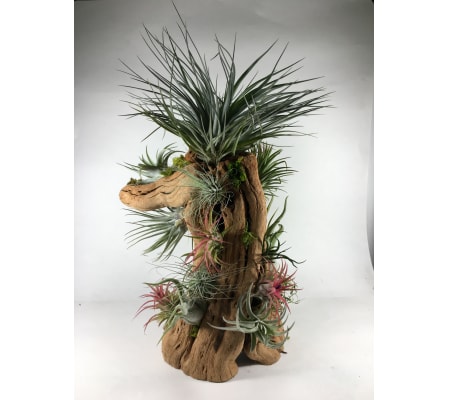 Air Plant Extravaganza
