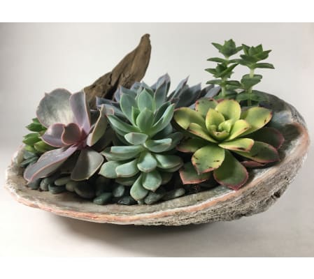 Succulent Abalone Adventure