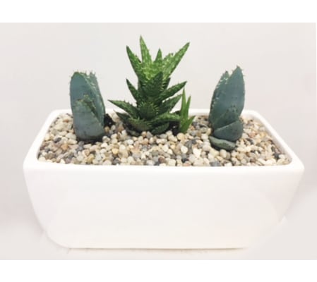 The Heart Company - Aloe Collection 8