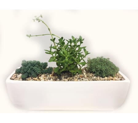 The Heart Company - Succulent Arrangement