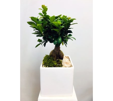 The Heart Company- Large Ginseng Ficus Bonsai
