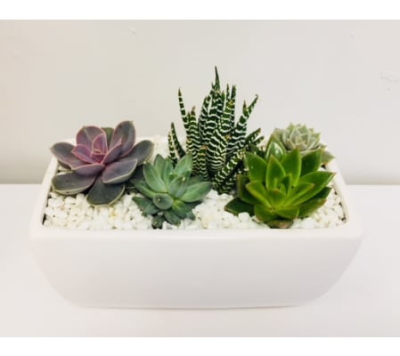 The Heart Company - Modern series - Succulents
