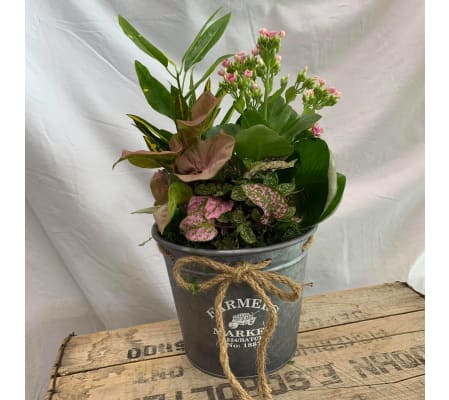 Medium Sawyer Planter