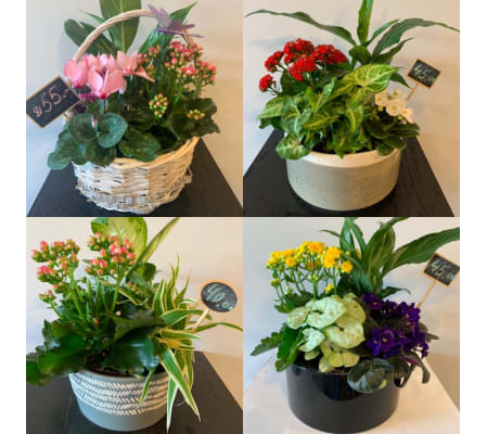 Planter Summer Days