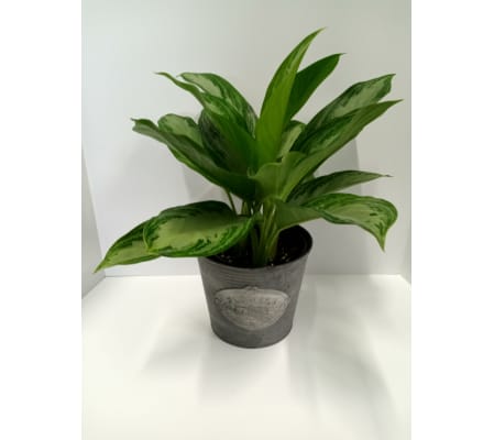 Silver Bay Plant