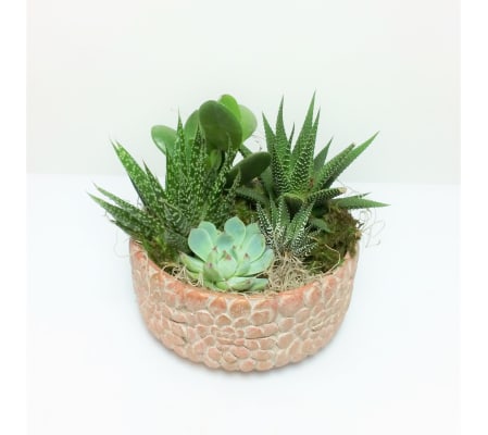 Sue's Succulent Stunner