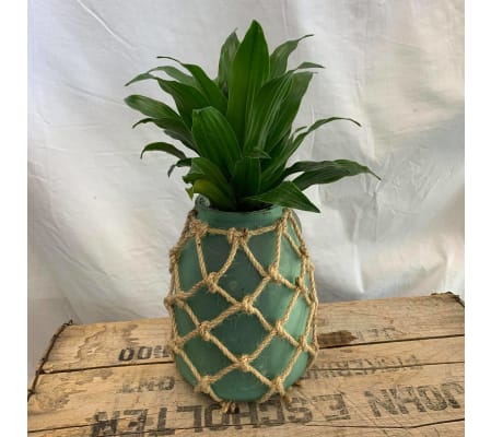 Pineapple Planter