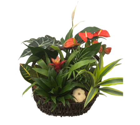 Extra Large Tropical Planter with Anthurium