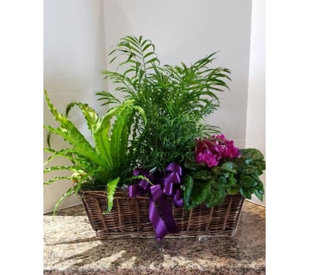 Basket of Green Plants