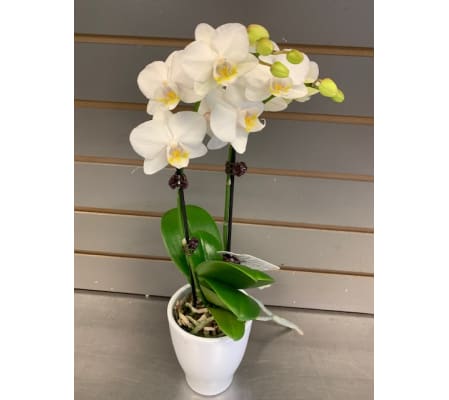 Mini Classic Orchid