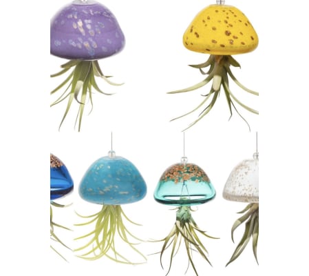 Airplant TILLANDSIA Jellyfish