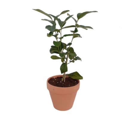 Buddha Hand Tree