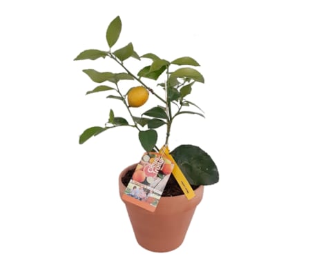 Citrus - Lemon Tree