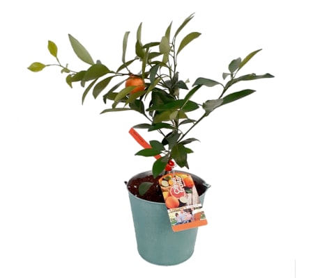 Citrus - Naval Orange Tree