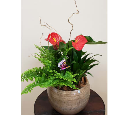 Tropical Delight Mixed