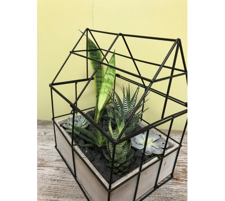 Succulent Cottage