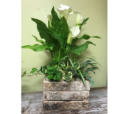 Florist Designed Dish Garden