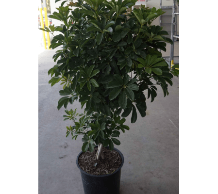 Braided Schefflera Tree
