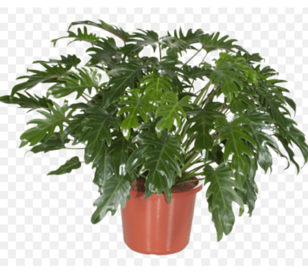 Philodendron Hope